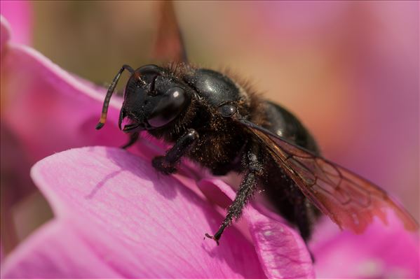 Xylocopa violacea