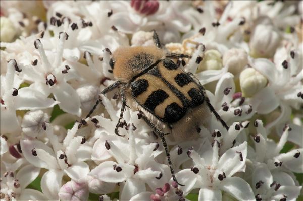 Trichius gallicus