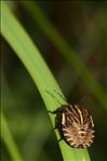 Graphosoma italicum