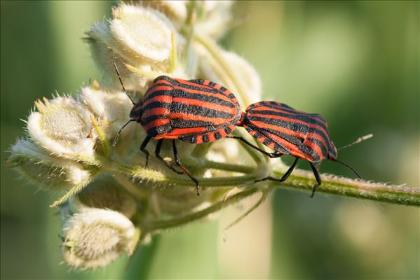 Graphosoma italicum