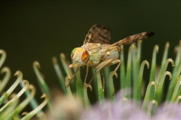 Terellia tussilaginis