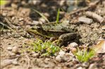 Pelophylax ridibundus