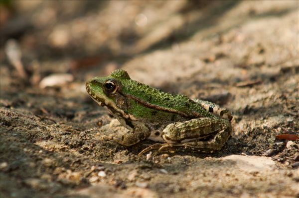 Pelophylax ridibundus