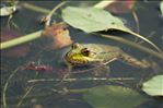 Pelophylax ridibundus