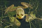 Pelophylax ridibundus