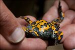 Bombina variegata