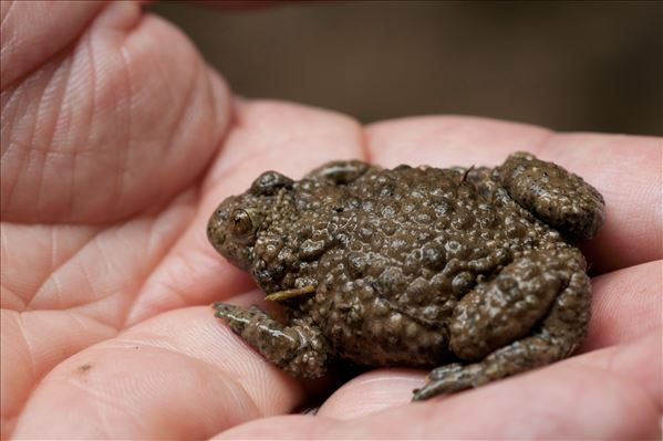 Bombina variegata