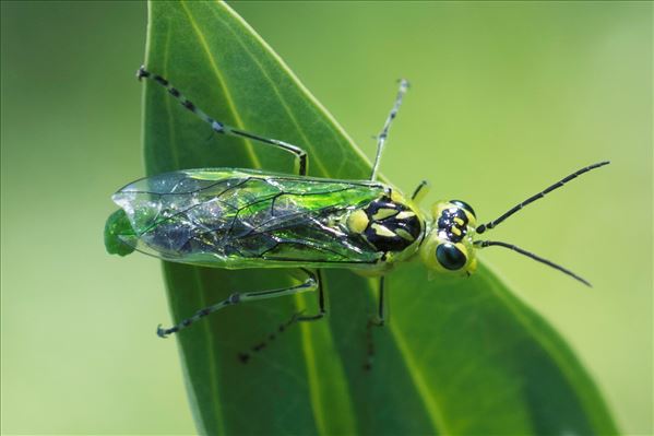 Rhogogaster viridis