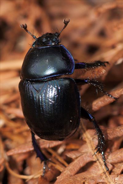 Geotrupes spiniger