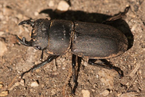 Dorcus parallelipipedus