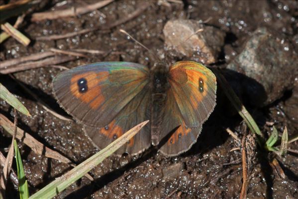 Erebia arvernensis