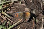 Erebia arvernensis