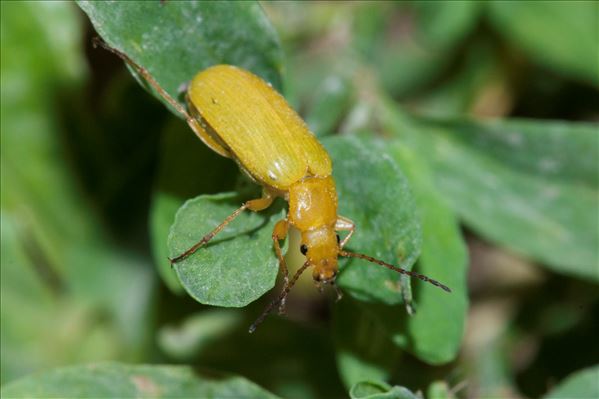 Cteniopus sulphureus