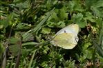 Colias phicomone