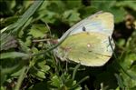 Colias phicomone