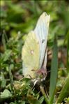 Colias phicomone