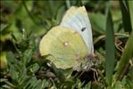 Colias phicomone