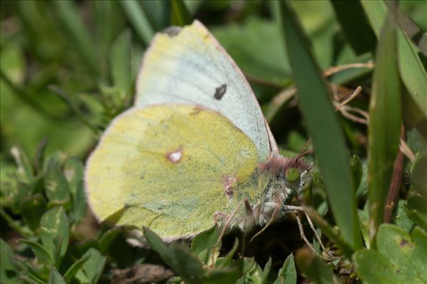 Colias phicomone