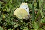 Colias phicomone