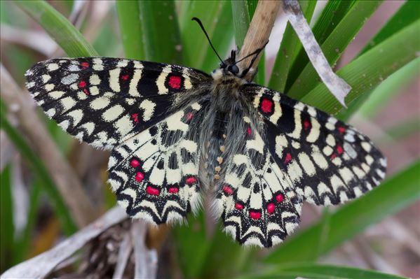 Zerynthia rumina