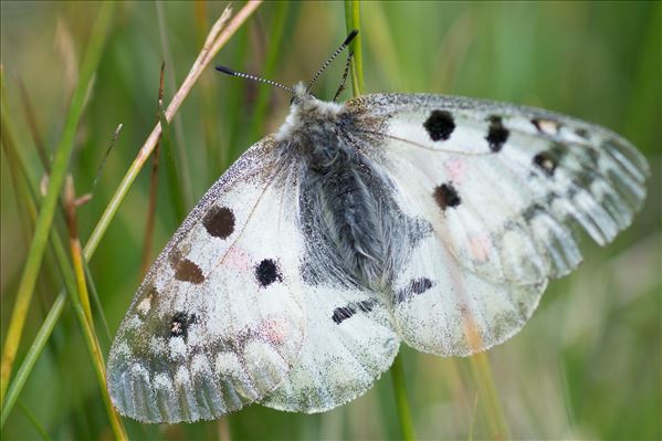 Parnassius corybas