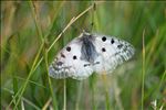 Parnassius corybas