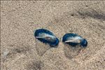 Velella velella