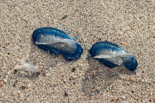 Velella velella