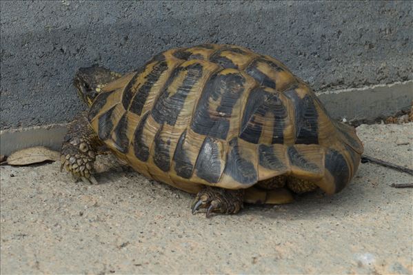 Testudo hermanni