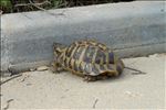 Testudo hermanni