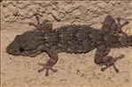 Tarentola mauritanica