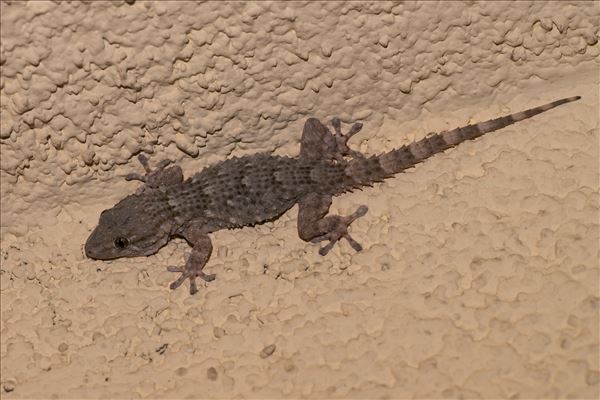 Tarentola mauritanica