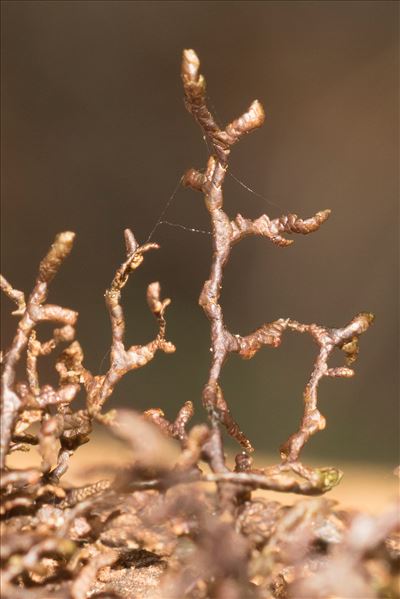 Frullania tamarisci