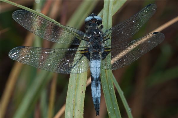 Libellula fulva