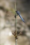 Orthetrum brunneum