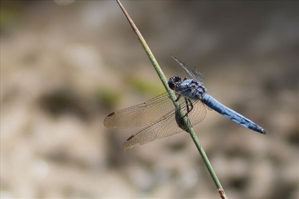 Orthetrum brunneum