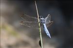 Orthetrum brunneum