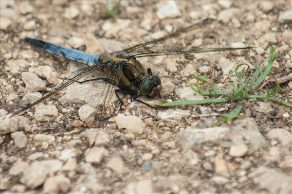 Orthetrum cancellatum