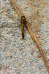 Orthetrum cancellatum