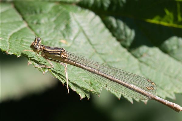 Sympecma fusca