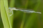 Platycnemis pennipes