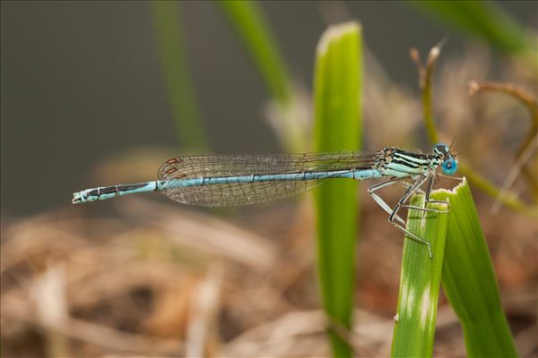 Platycnemis pennipes