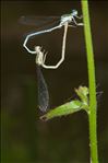 Platycnemis pennipes