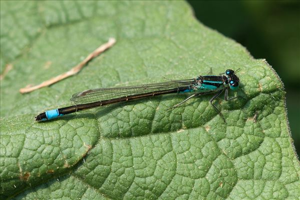 Ischnura elegans