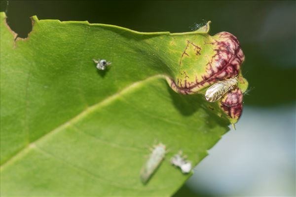 Psyllopsis fraxini