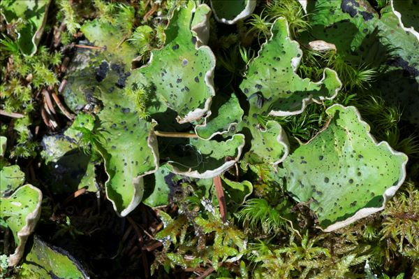 Peltigera aphthosa