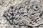 Umbilicaria decussata