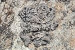 Umbilicaria decussata