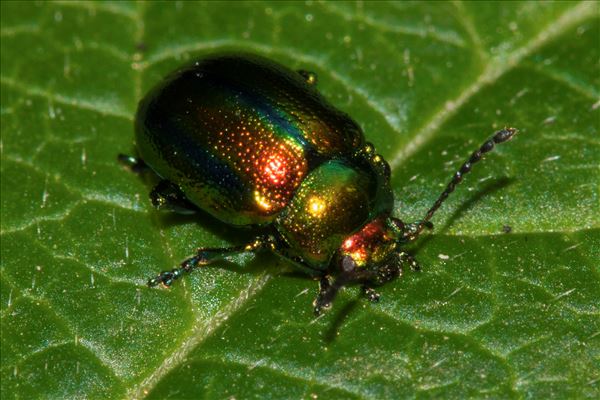 Chrysolina fastuosa