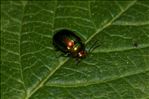 Chrysolina fastuosa